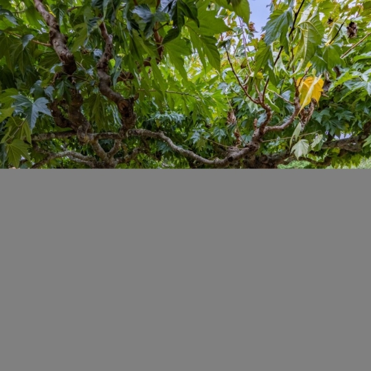  AIGUES-VIVES IMMO : House | AIGUES-VIVES (30670) | 130 m2 | 369 000 &euro; 