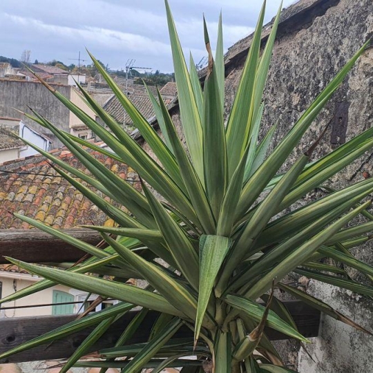  AIGUES-VIVES IMMO : House | AIMARGUES (30470) | 84 m2 | 174 000 &euro; 