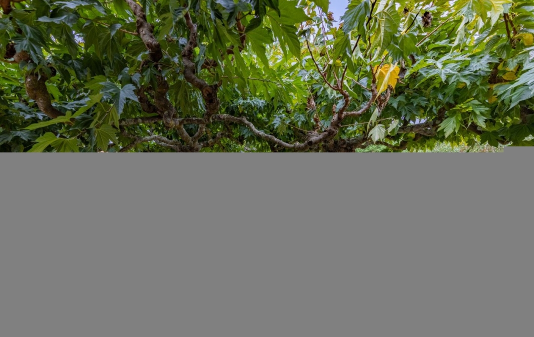 AIGUES-VIVES IMMO : House | AIGUES-VIVES (30670) | 130 m2 | 369 000 &euro; 