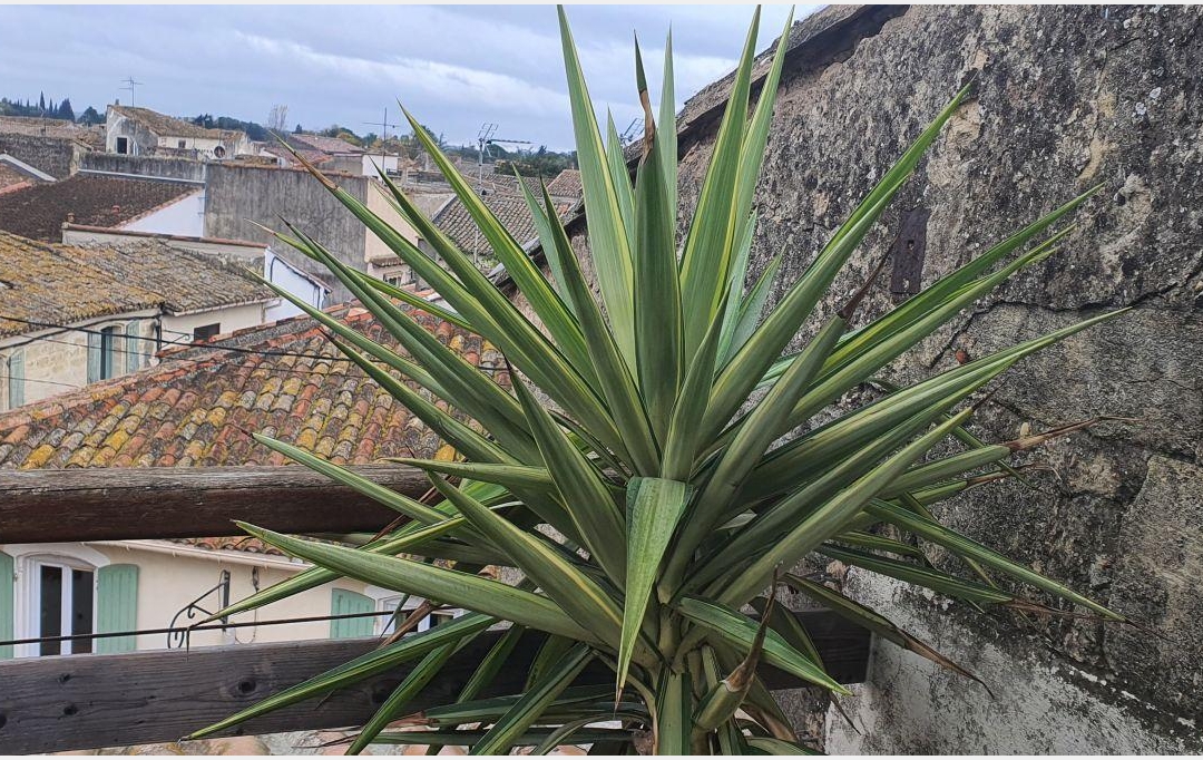 AIGUES-VIVES IMMO : House | AIMARGUES (30470) | 84 m2 | 174 000 &euro; 